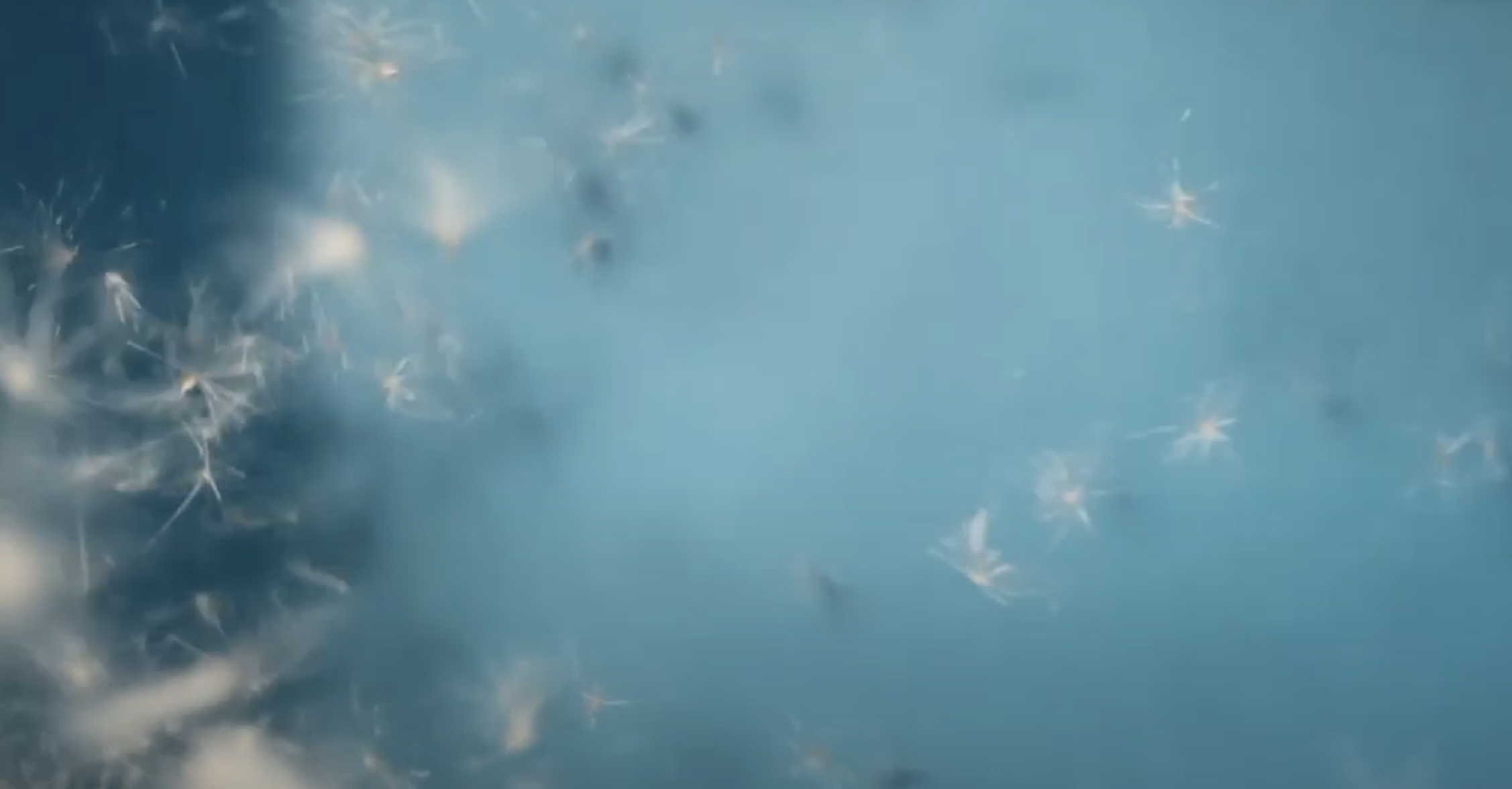 © Antoine Audiau, La Rosée du matin, 2015 - sélection Espace Gred