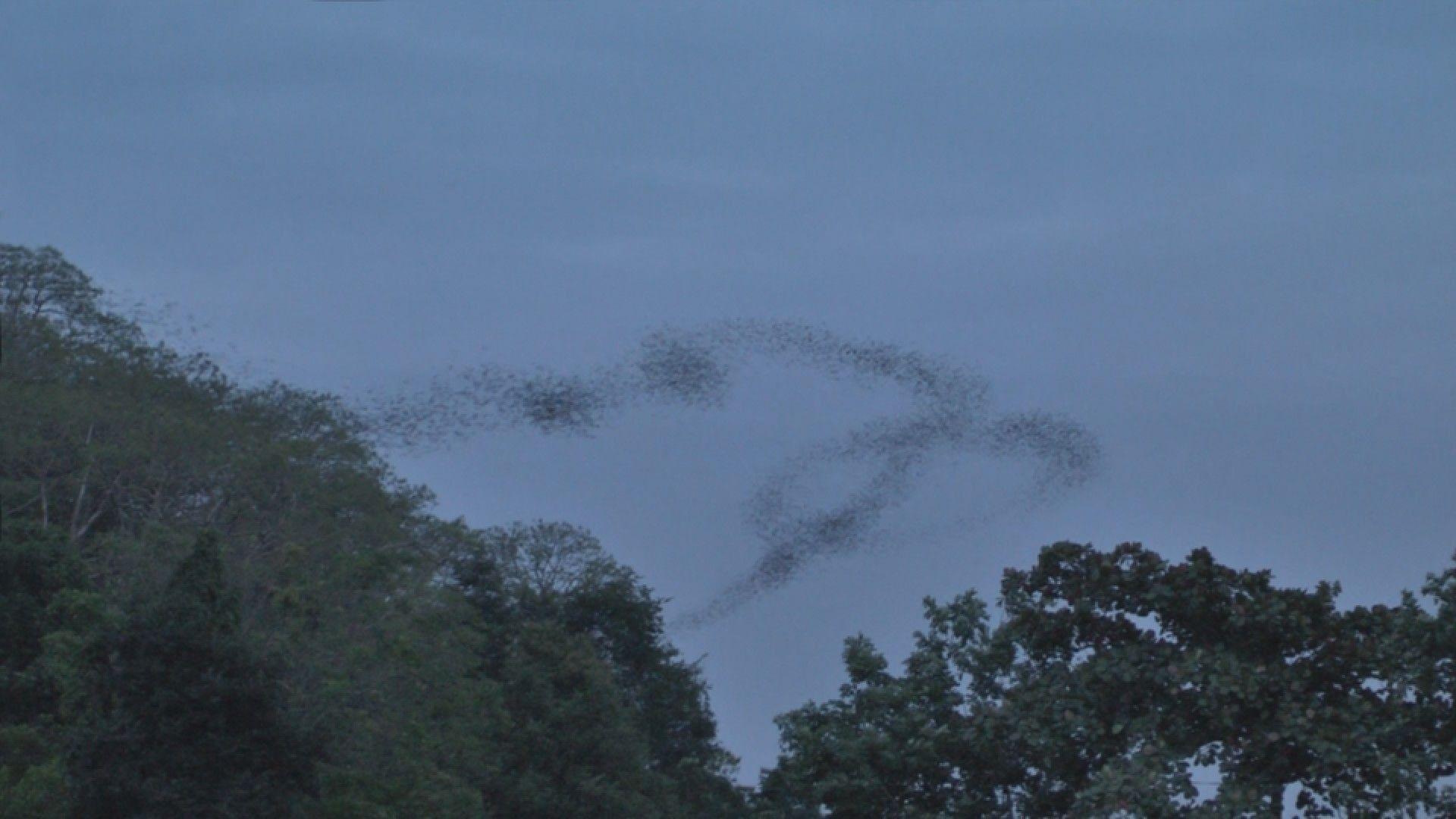 © Jennifer Douzenel, Bats, 2011 - sélection musée Masséna