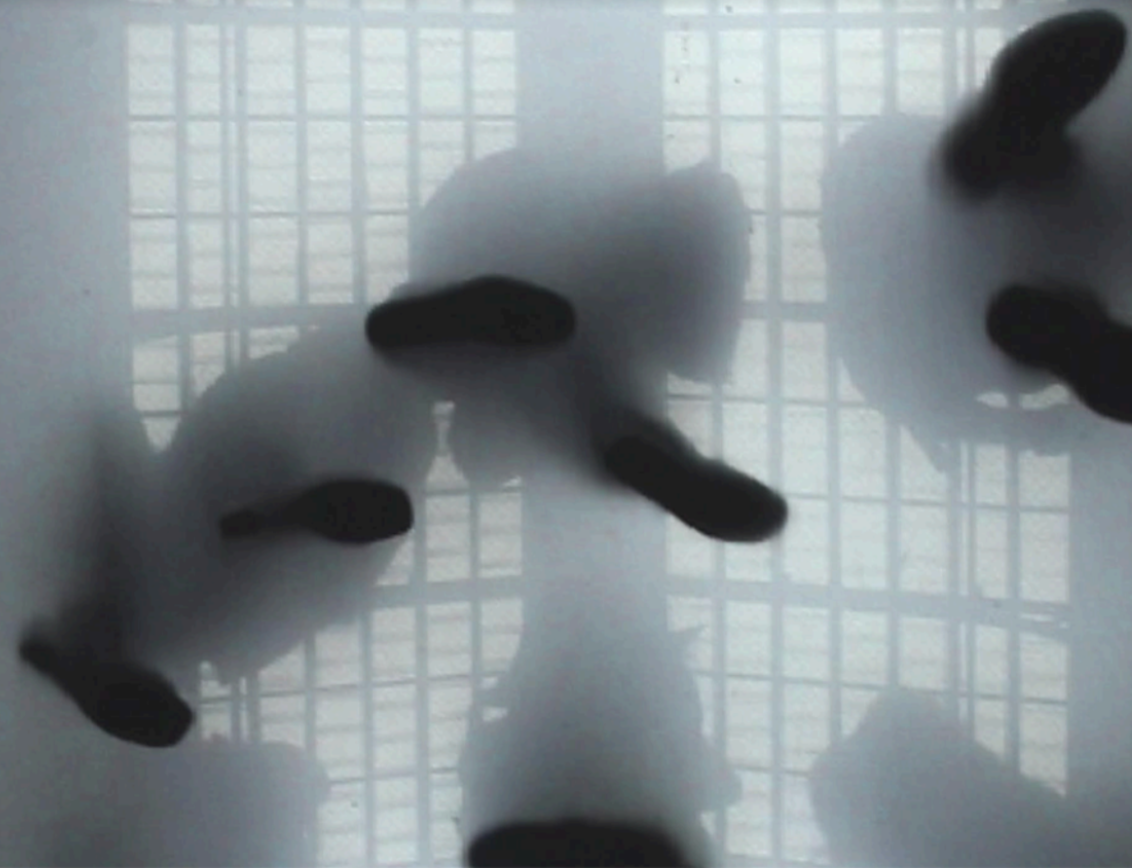 @Perrine Lacroix, Pas perdus, 2009 - sélection @Dimitri Mallet, Paysages, 2017 - sélection The (He)art for (He)art Program