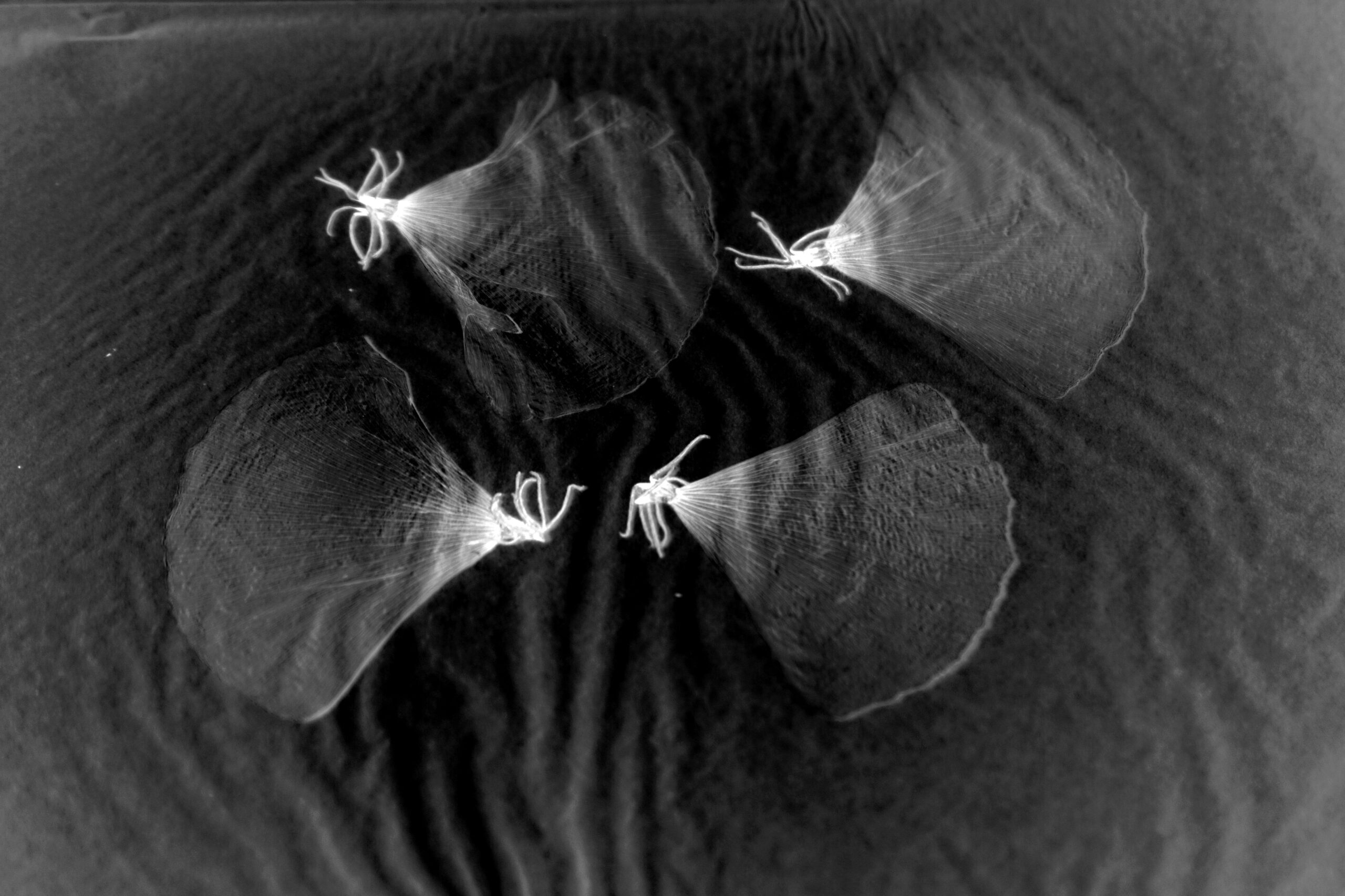 Diaporama dansé, 2024 © Cécile Bart