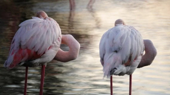 État des lieux des forces en présence , repérages, parc du pont de Gau, Camargue, 2024. © Sacha Rey