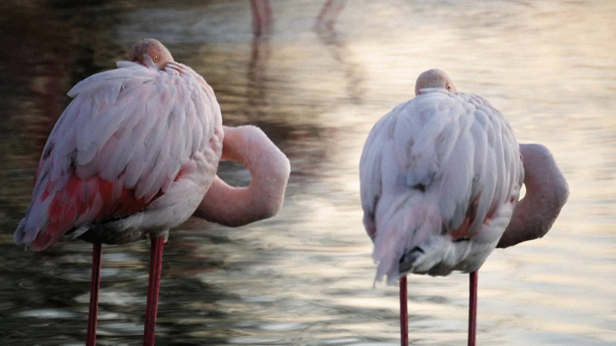 État des lieux des forces en présence , repérages, parc du pont de Gau, Camargue, 2024. © Sacha Rey