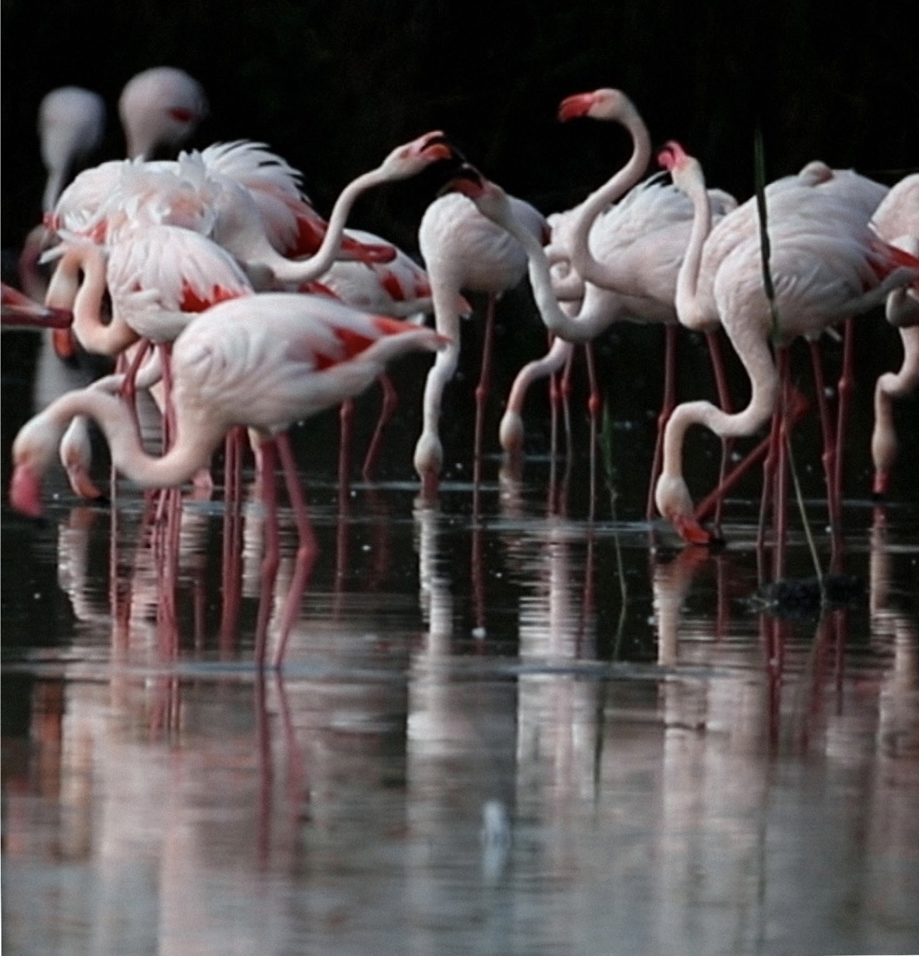 État des lieux des forces en présence , repérages, parc du pont de Gau, Camargue, 2024. © Sacha Rey